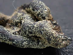 Polyschismium chailletii