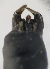 Macrophya annulata