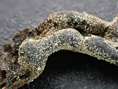 Polyschismium chailletii