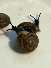 Triodopsis tridentata