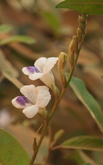Asystasia gangetica