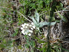 Plantago monosperma