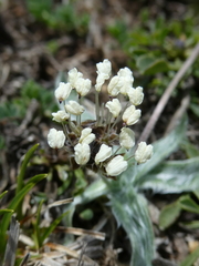 Plantago monosperma