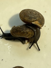 Triodopsis tridentata