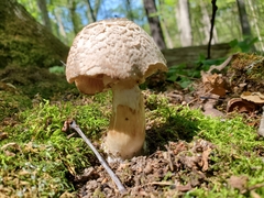 Agaricus