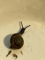 Triodopsis tridentata