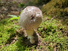 Agaricus