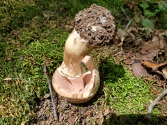 Agaricus