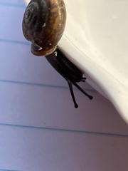 Triodopsis tridentata