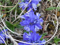 Polygala alpina
