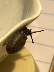 Triodopsis tridentata