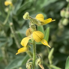 Crotalaria sphaerocarpa
