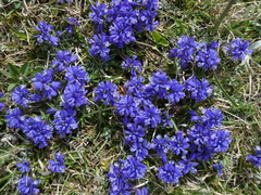 Polygala alpina