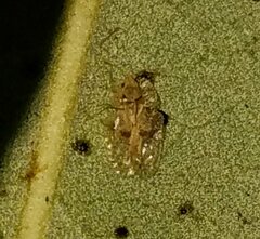 Corythucha floridana