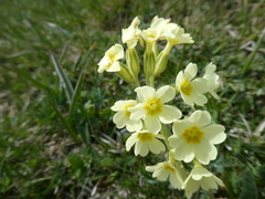 Primula