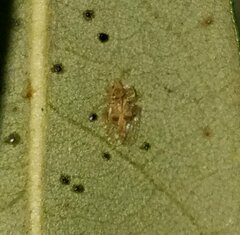 Corythucha floridana