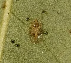 Corythucha floridana