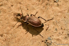 Carabus arvensis