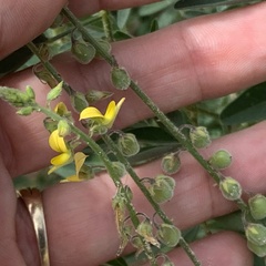 Crotalaria sphaerocarpa