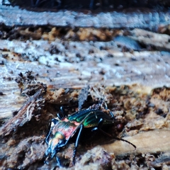 Carabus lineatus lateralis
