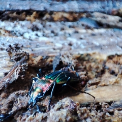 Carabus lineatus lateralis