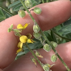 Crotalaria sphaerocarpa