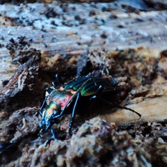 Carabus lineatus lateralis