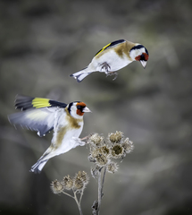 Carduelis carduelis