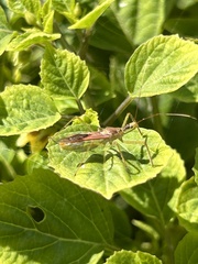 Zelus renardii