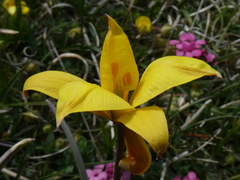 Tulipa sylvestris australis