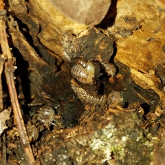 Venezillo parvus