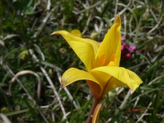Tulipa sylvestris australis