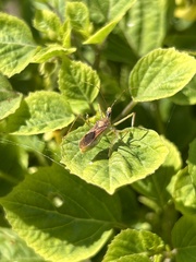 Zelus renardii