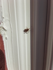 Steatoda triangulosa