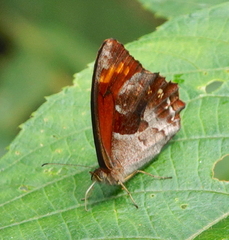 Lasiophila ciris