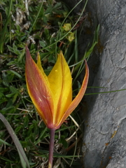Tulipa sylvestris australis