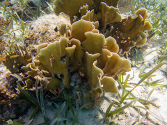 Millepora complanata