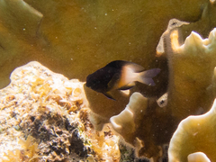 Stegastes partitus