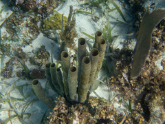 Callyspongia aculeata