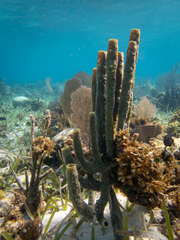 Callyspongia aculeata