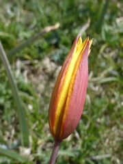 Tulipa sylvestris australis