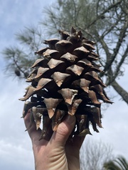 Pinus sabiniana