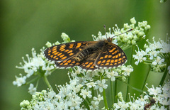 Melitaea athalia