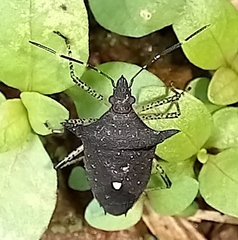 Proxys albopunctulatus