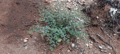 Euphorbia biconvexa