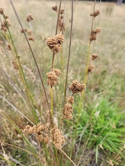 Juncus pallidus