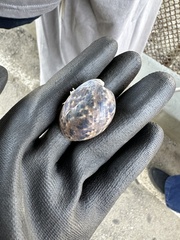 Bulla gouldiana