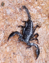Opisthacanthus capensis