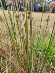 Juncus pallidus