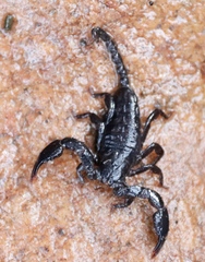 Opisthacanthus capensis